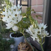 オーニソガラムの画像