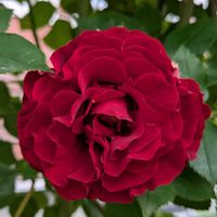 つるバラ,北海道,いやされる,ばら バラ 薔薇,イングリッシュガーデンに憧れての画像