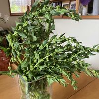 ほうれん草,リビング・ダイニングの画像