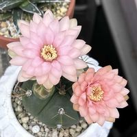 サボテン,柱サボテン,紫太陽,ペンタカンサ,鉢植えの画像