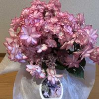 アジサイドライフラワー,アジサイドライフラワー,アジサイドライフラワー,アジサイ ひな祭り,紫陽花　ひな祭りの画像