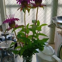 ミント,山椒,ベルガモット（モナルダ  タイマツバナ）,折り姫さんよりの画像