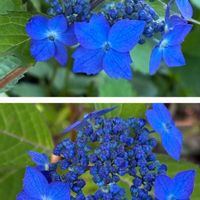 ツツジ,山紫陽花,山紫陽花,いちご,いちごの画像