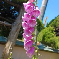 ジギタリス,ジギタリス,ジギタリス　和名：狐の手袋,ゴマノハグサ科のジギタリスです。キツネノテブクロの別名があります。ただ、葉や茎、花すべてが有毒です。,ジギタリス（狐の手袋）の画像