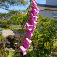 ジギタリス,ジギタリス　和名：狐の手袋,ゴマノハグサ科のジギタリスです。キツネノテブクロの別名があります。ただ、葉や茎、花すべてが有毒です。,ジギタリス（狐の手袋）,ジギタリス(キツネノテブクロ<狐の手袋>)の画像