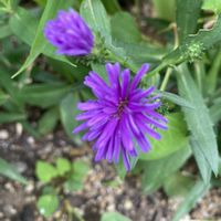 アスター,地植え,紫色の花,庭の画像