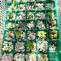 葉挿し　プラグ苗,多肉植物,多肉棚,プラグトレー,プラグ苗の画像