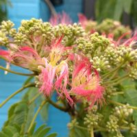 鉢植え,ガーデニング,植え込み,散策さんぽの画像