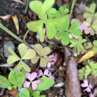 虫取り撫子（ムシトリナデシコ）,ムラサキカタビミ,ガーデニング,花のある暮らし,緑のある暮らしの画像