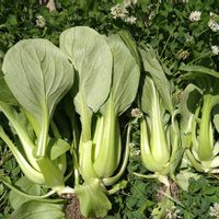 チンゲンサイ,青帝,種から,無農薬栽培,食べる葉の画像