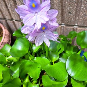 冬の管理が心配,葉っぱが可愛らしいクルクル,花のある暮らし,元気に育ててますよ,エントランスの画像