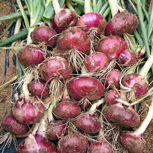 タマネギ,スターレッド（赤玉ねぎ）,種から,無農薬栽培,実りに感謝の画像