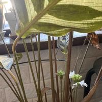 カラテア,カラテア,お花の画像