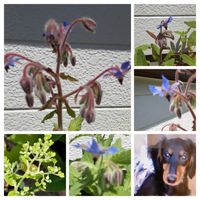 ボリジ,紫陽花 アジサイ あじさい,コラージュ仲間達,一般ジーの会♪,ハジープランター植えの画像