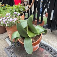 マユハケオモトの画像