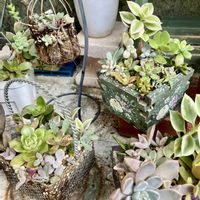 多肉寄せ植え,我が家のお花の画像