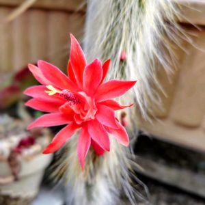 サボテン,ヒルデウィンテラ・カラデモノニス,大好き,お気に入り♡,かわいい♡の画像