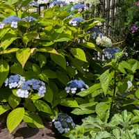 トケイソウ,紫陽花,アナベル,ヤマアジサイ✴︎,紫陽花　あじさい　アジサイの画像