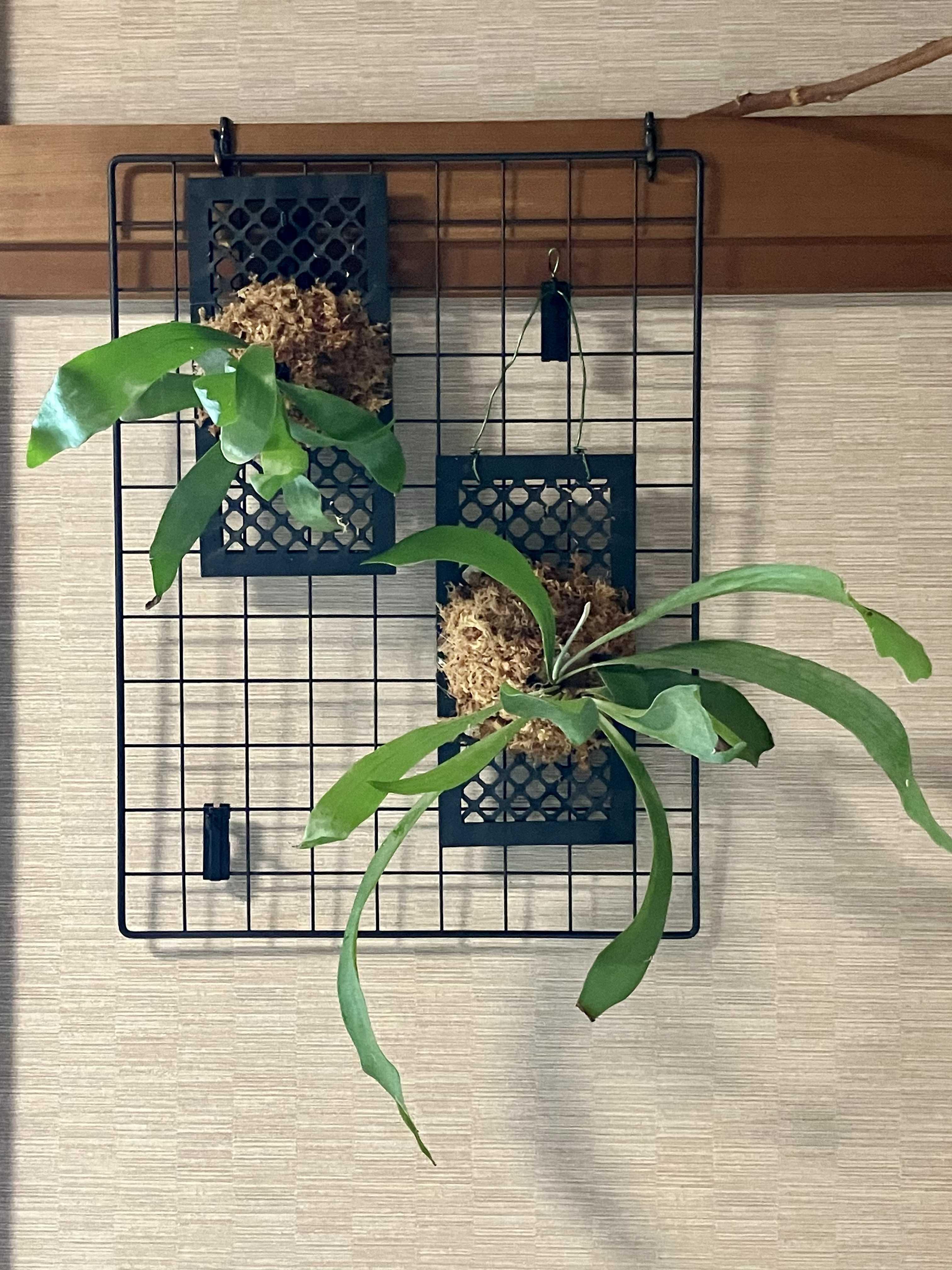 成長点の向き2 ビカクシダの森