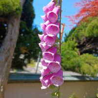 ジギタリス,ジギタリス　和名：狐の手袋,ゴマノハグサ科のジギタリスです。キツネノテブクロの別名があります。ただ、葉や茎、花すべてが有毒です。,ジギタリス（狐の手袋）,ジギタリス(キツネノテブクロ<狐の手袋>)の画像