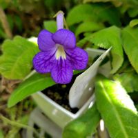 ストレプトカーパス,開花,非耐寒性多年草,大好きな花の画像