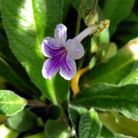 ストレプトカーパス,開花,非耐寒性多年草,大好きな花の画像
