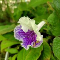 ストレプトカーパス,開花,非耐寒性多年草,大好きな花の画像