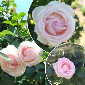 薔薇♪,ばら バラ 薔薇,お庭作り中,白い水曜日♡,白い貴婦人✨の画像