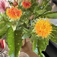 ベニバナ,一年草,花のある暮らし,おでかけ先の画像