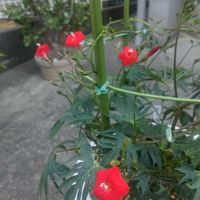 ルコウソウ,撮影  06/17の画像