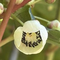 サルナシ,つる性植物,北海道,木の花,在来種の画像