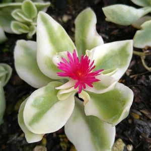 多肉の花,ピンクの花,無農薬,斑入り好き♡,小さな庭の画像