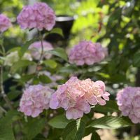 紫陽花挿し木,ガーデニング,挿し木,紫陽花 アジサイ あじさい,庭の画像