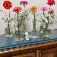ディル,朝顔,朝顔鉢植え,GS日和,百日草 ♪の画像