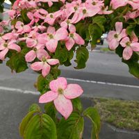 ハナミズキの画像