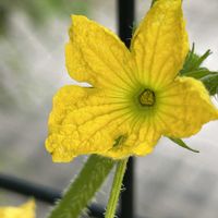 トマト,メロン,黄色い花,玄関の画像
