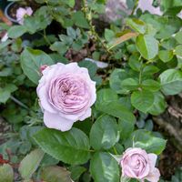 バラ　ルソワール,可愛い〜♡,初開花,ばら バラ 薔薇,庭の画像