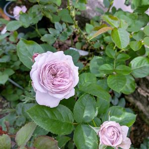 バラ　ルソワール,可愛い〜♡,初開花,ばら バラ 薔薇,庭の画像