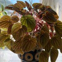 ペペロミア,観葉植物の画像