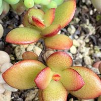 金のなる木,姫花月,寄せ植え,多肉植物,ガーデニングの画像
