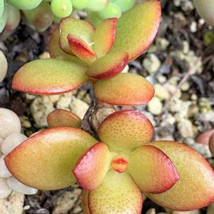 金のなる木,姫花月,寄せ植え,多肉植物,ガーデニングの画像