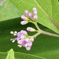 コムラサキ,ムラサキシキブ,コムラサキKの画像