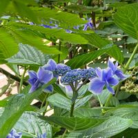 ブルーベリー,ワイルドストロベリー,ガクアジサイ,シモツケ ,額紫陽花の画像
