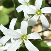 アサガオ,バーバスカム,トネリコ,白カタバミ,今日のお花の画像