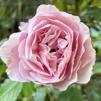 地植え,マイガーデン,太陽大好き,ばら バラ 薔薇,いなかの庭の画像