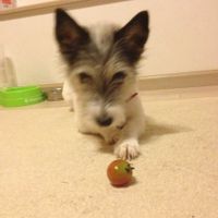 トマト,ミニトマト,わんこ,多肉植物,塊根植物の画像