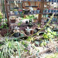 アガベ,多肉植物,花壇,多肉花壇,多肉女子の画像