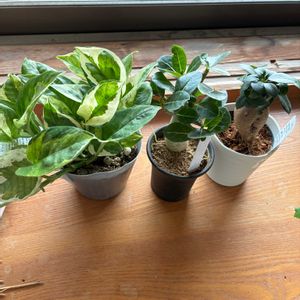 ガジュマル,観葉植物,ジャングル化,初心者です,植物愛がとまらないの画像