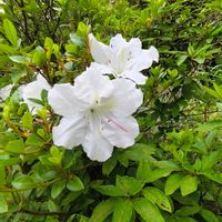 ツツジ,イチョウ,棕櫚（しゅろ）,季節の花,GS映えの画像