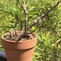 多肉植物の画像